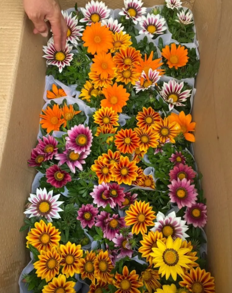勋章菊，勋章菊种植基地，勋章菊基地，勋章菊混色批