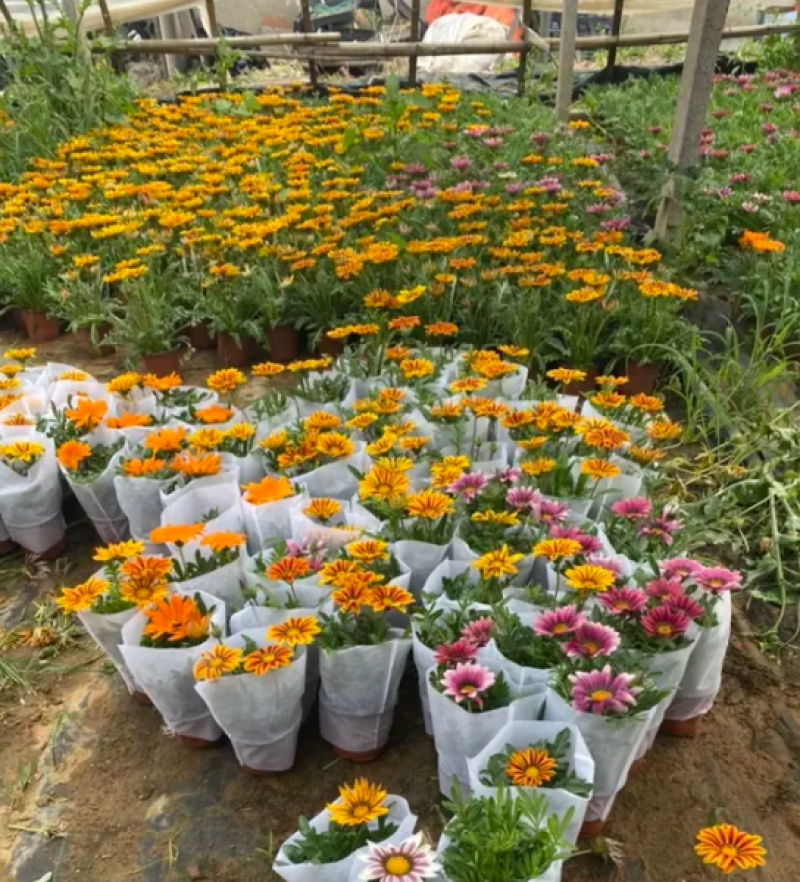 勋章菊，勋章菊种植基地，勋章菊基地，勋章菊混色批