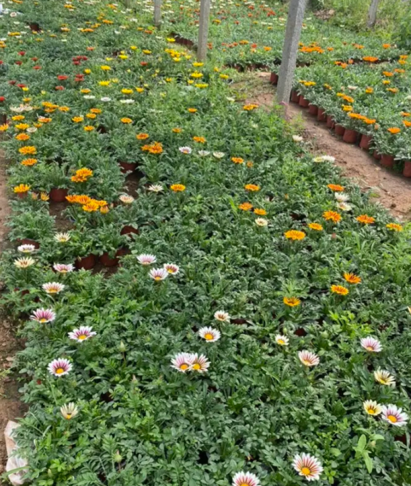 勋章菊，勋章菊种植基地，勋章菊基地，勋章菊混色批