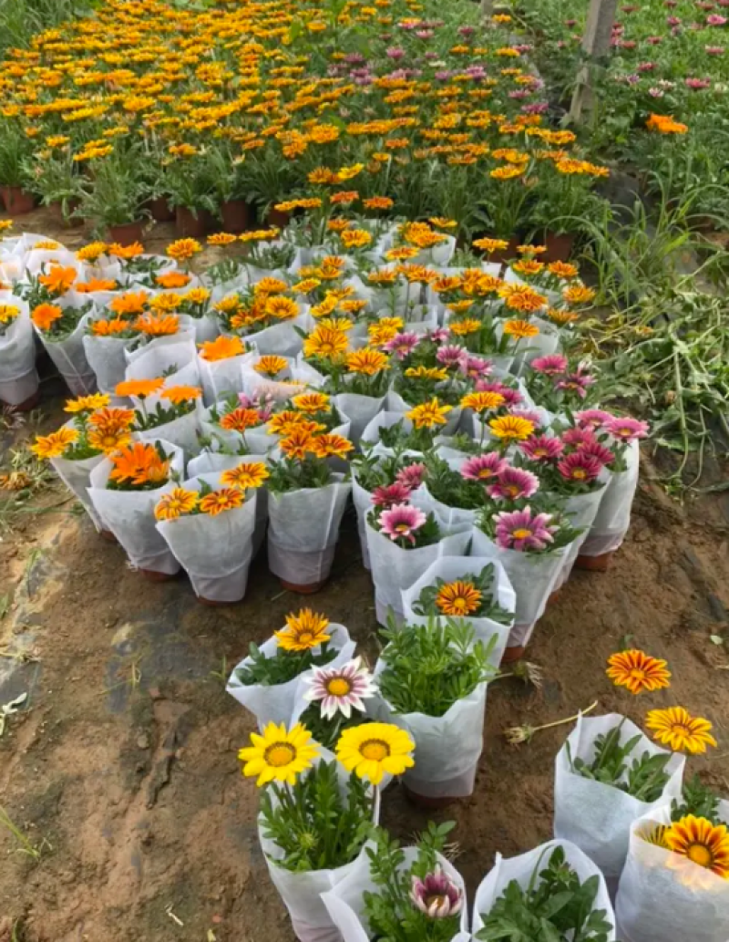 勋章菊，勋章菊种植基地，勋章菊基地，勋章菊混色批