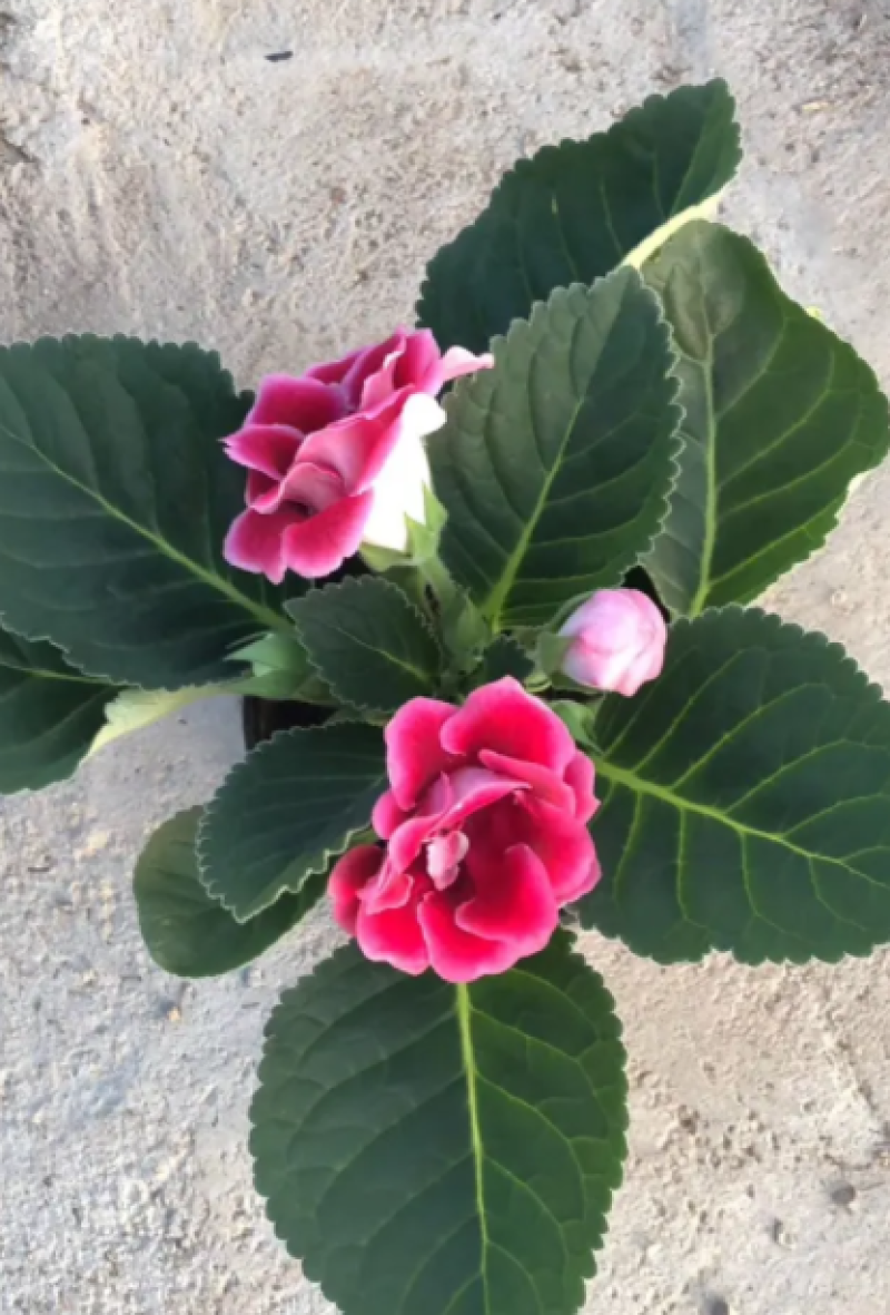 大岩桐，重瓣大岩桐盆栽，重瓣芙蓉花，大岩桐基地直发