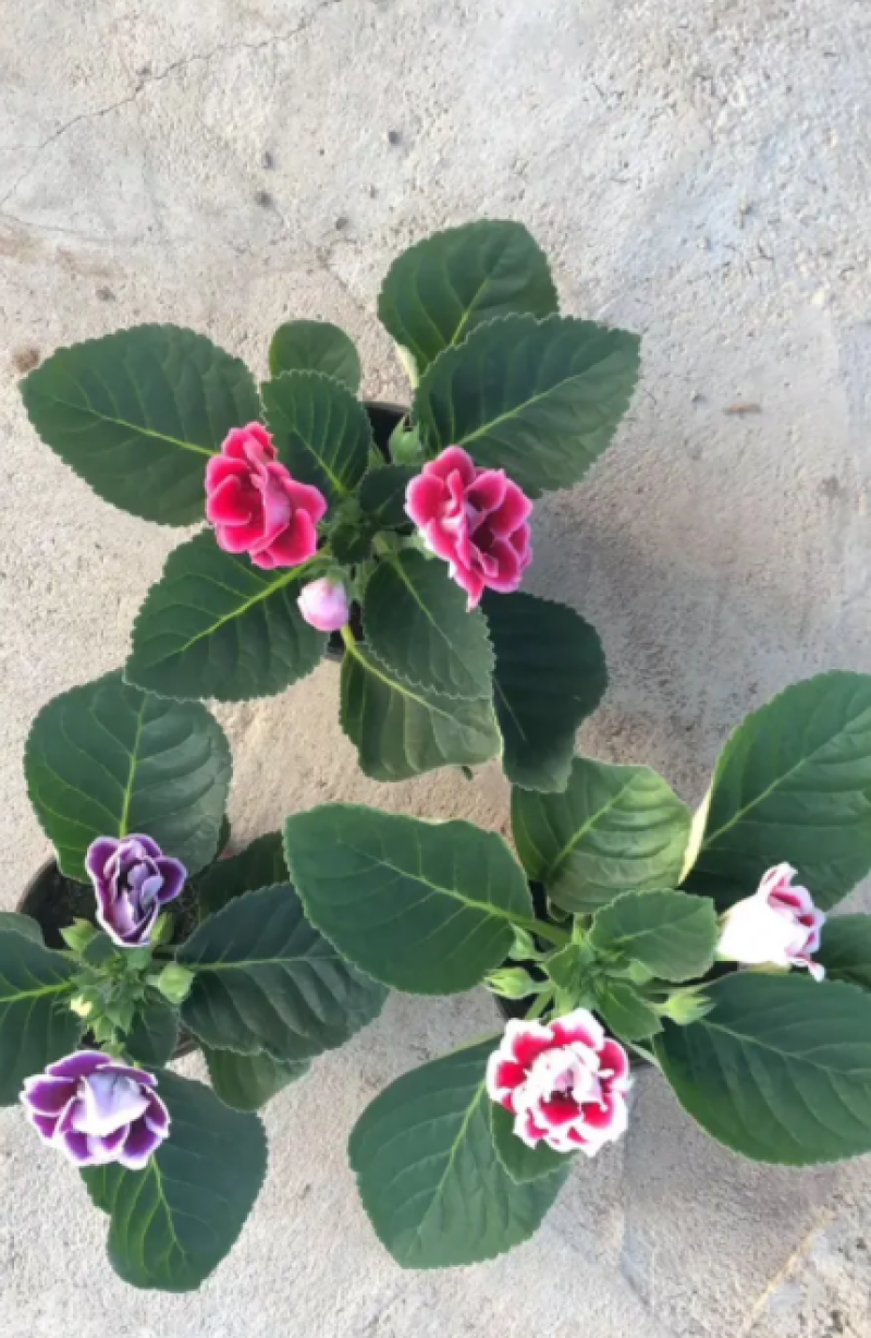 大岩桐，重瓣大岩桐盆栽，重瓣芙蓉花，大岩桐基地直发