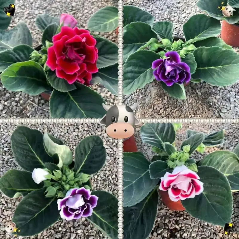 大岩桐，重瓣大岩桐盆栽，重瓣芙蓉花，大岩桐基地直发