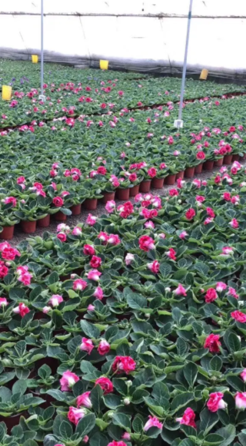 大岩桐，重瓣大岩桐盆栽，重瓣芙蓉花，大岩桐基地直发