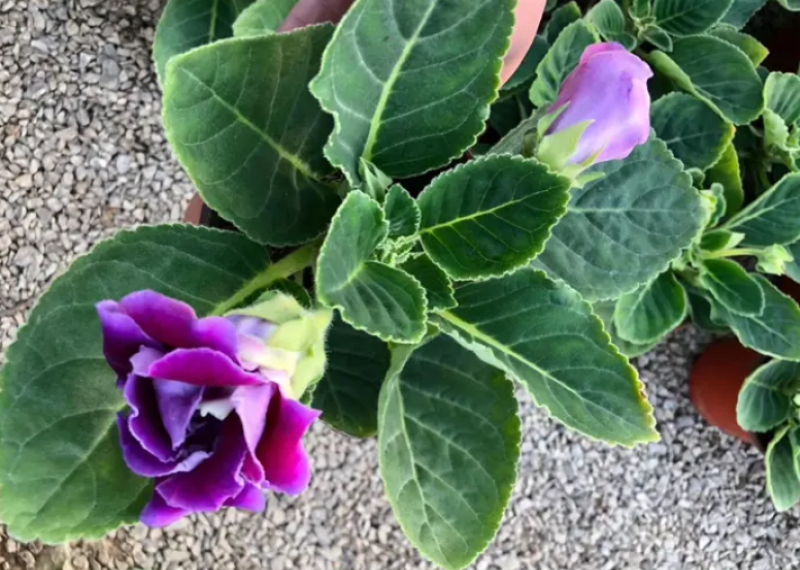 大岩桐，重瓣大岩桐盆栽，重瓣芙蓉花，大岩桐基地直发