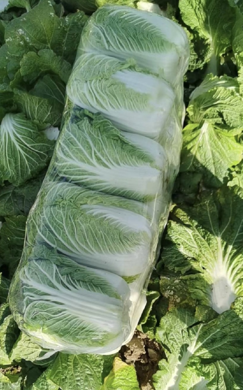 黄心白菜湖北大白菜产地批发量大价优欢迎来电咨询