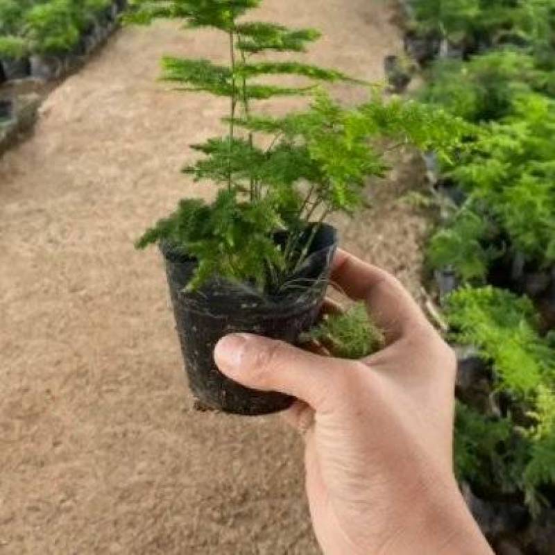 文竹，文竹盆景，文竹大苗，文竹小苗，文竹基地基地直发