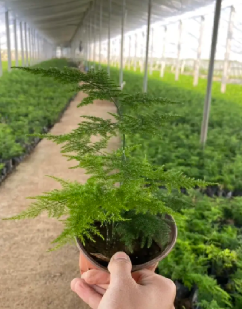 文竹，文竹盆景，文竹大苗，文竹小苗，文竹基地基地直发