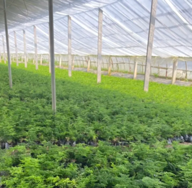 文竹，文竹盆景，文竹大苗，文竹小苗，文竹基地基地直发