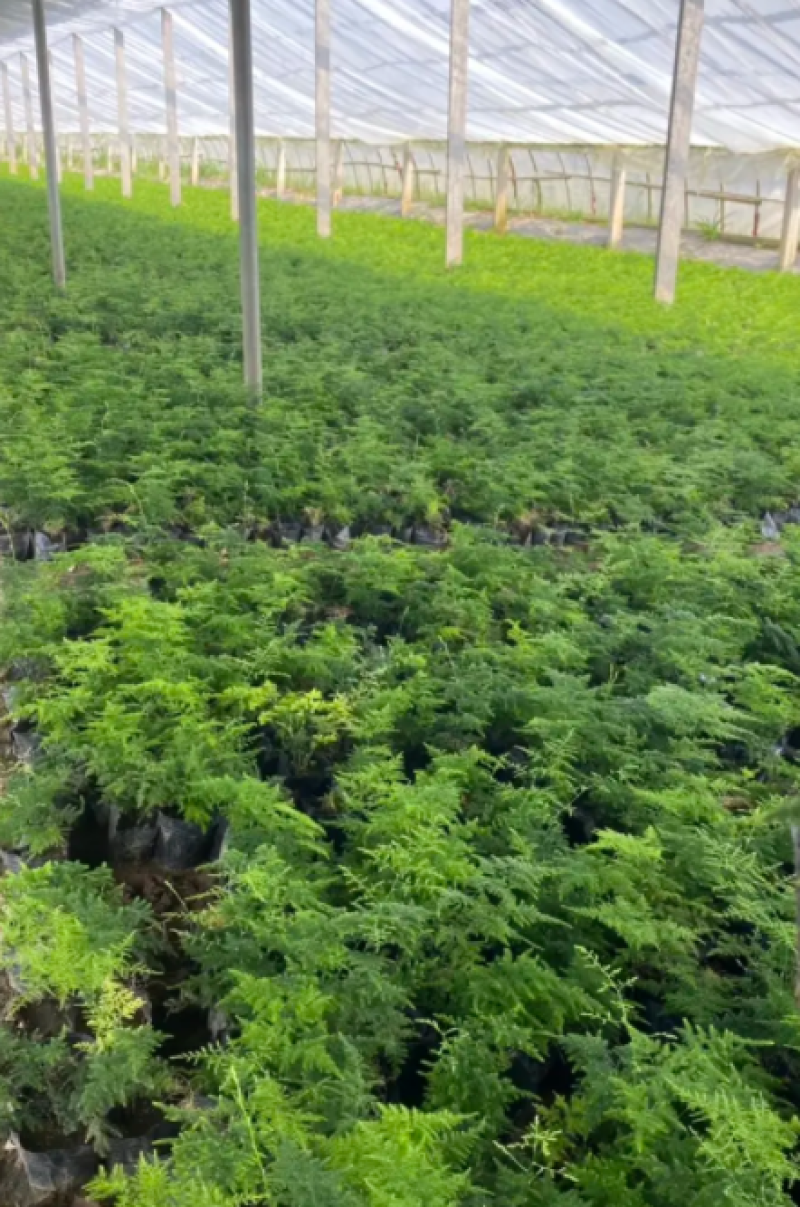 文竹，文竹盆景，文竹大苗，文竹小苗，文竹基地基地直发
