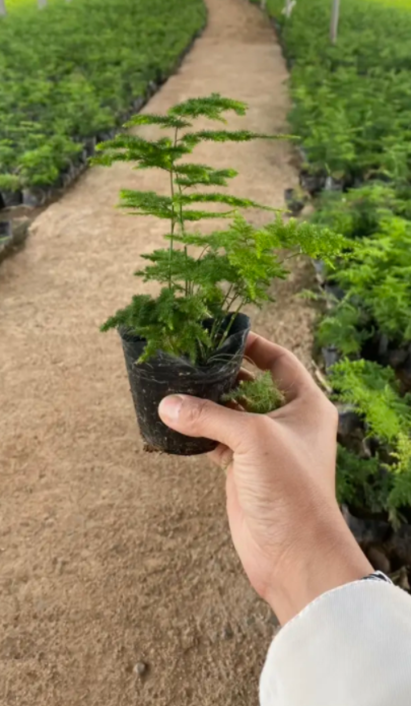 文竹，文竹盆景，文竹大苗，文竹小苗，文竹基地基地直发