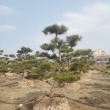 造型黑松