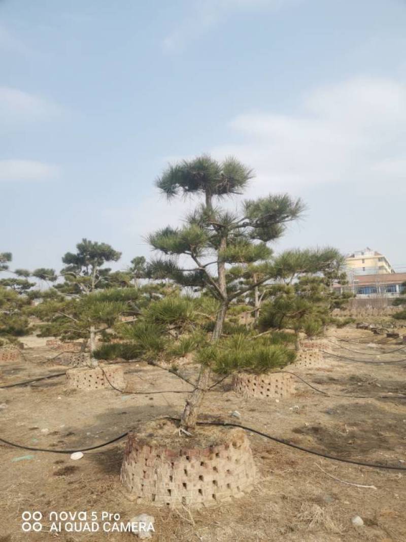 造型黑松