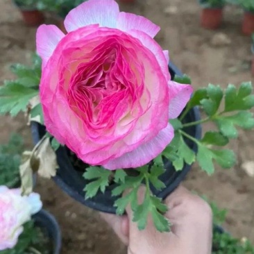 芹叶牡丹基地直发芹叶牡丹,混色多色芹叶牡丹盆栽花卉