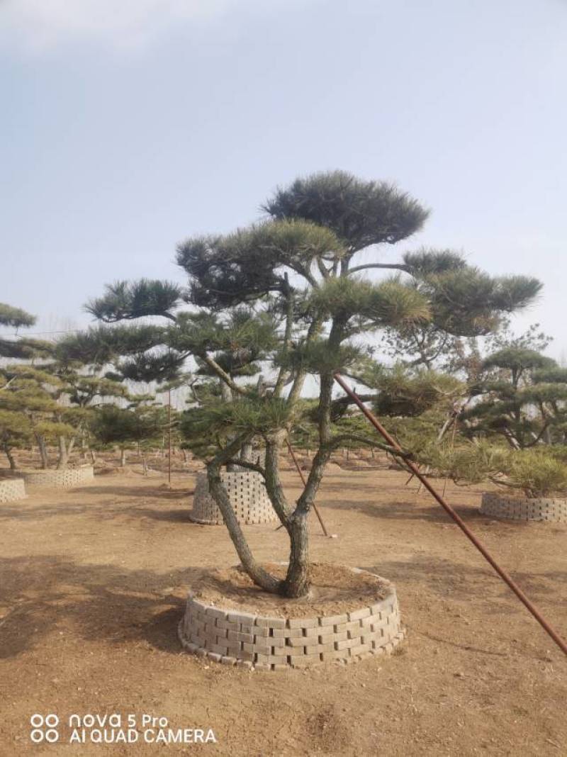 造型黑松