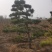 造型黑松