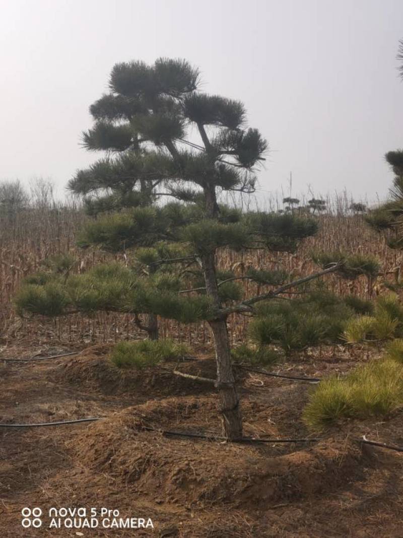 造型黑松