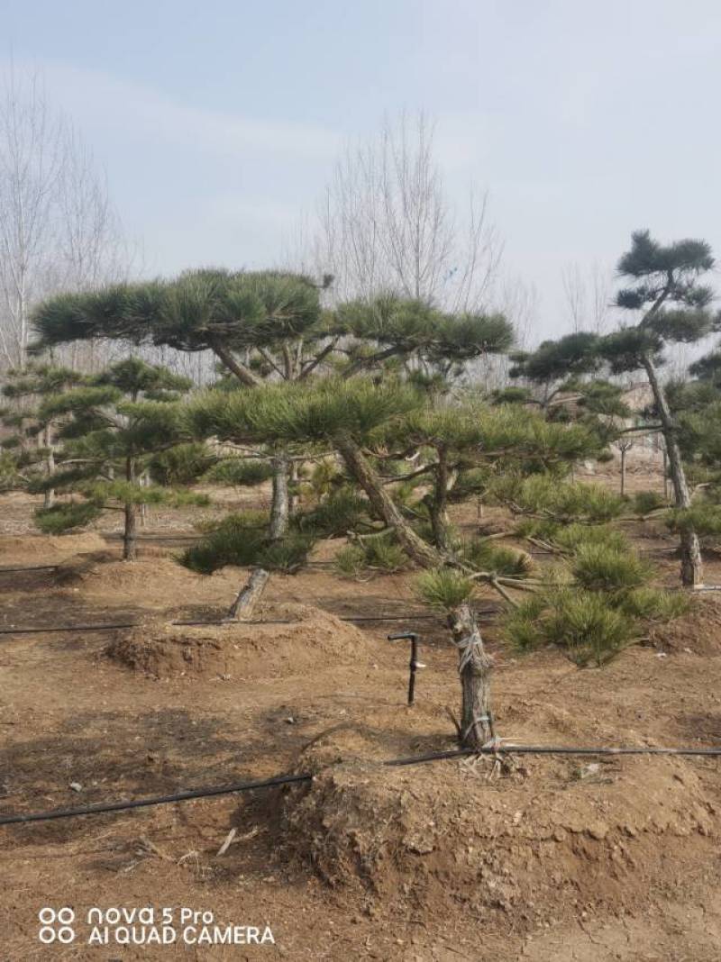 造型黑松
