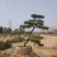 造型黑松