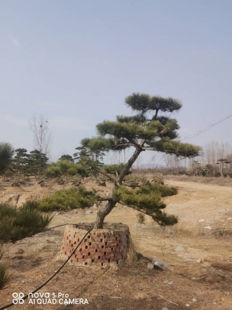 造型黑松