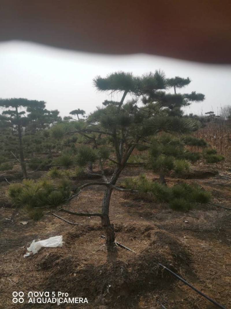 造型黑松
