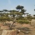 造型黑松