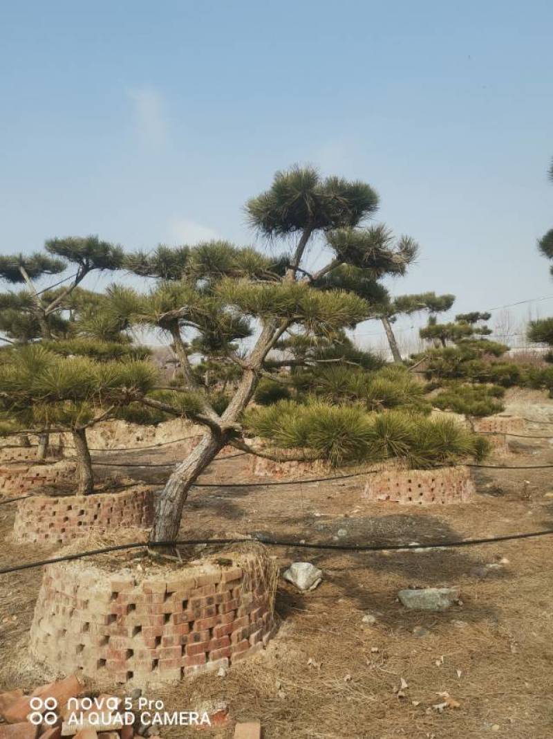 造型黑松