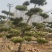 造型黑松