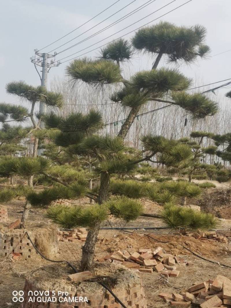造型黑松