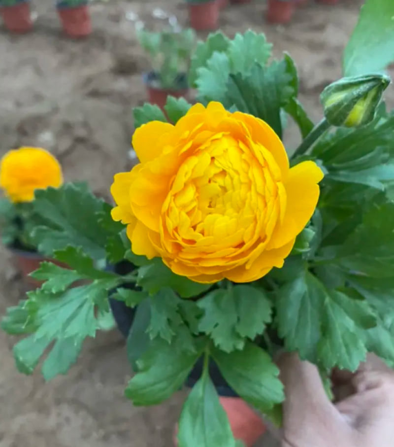 芹叶牡丹基地直发芹叶牡丹，混色多色芹叶牡丹盆栽花卉
