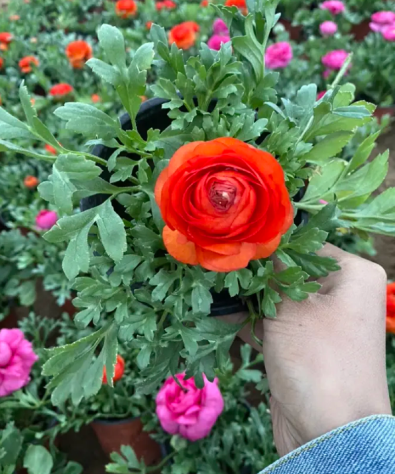 芹叶牡丹基地直发芹叶牡丹，混色多色芹叶牡丹盆栽花卉