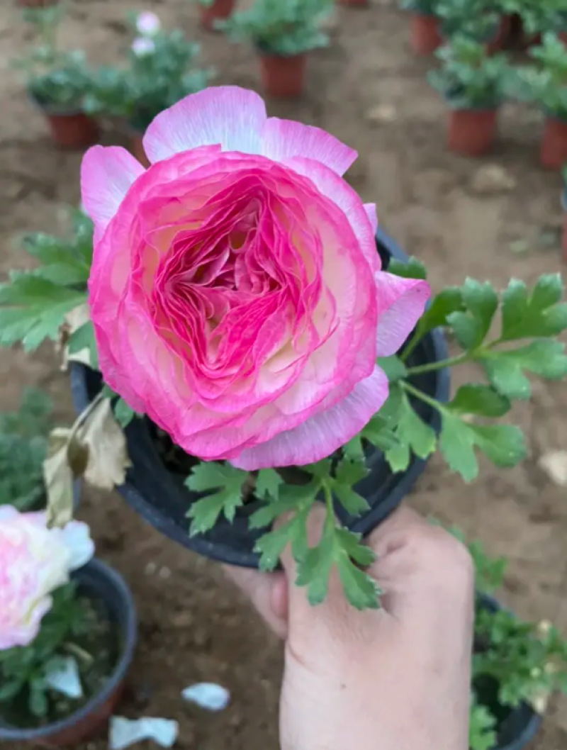芹叶牡丹基地直发芹叶牡丹，混色多色芹叶牡丹盆栽花卉