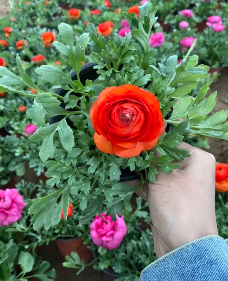 芹叶牡丹基地直发芹叶牡丹，混色多色芹叶牡丹盆栽花卉