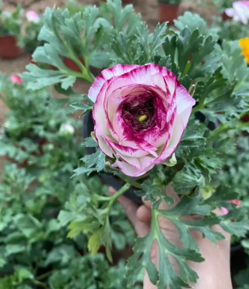 芹叶牡丹基地直发芹叶牡丹，混色多色芹叶牡丹盆栽花卉