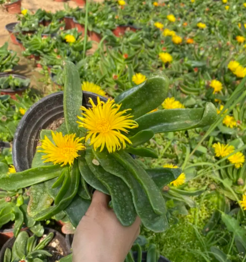 芹叶牡丹基地直发芹叶牡丹，混色多色芹叶牡丹盆栽花卉