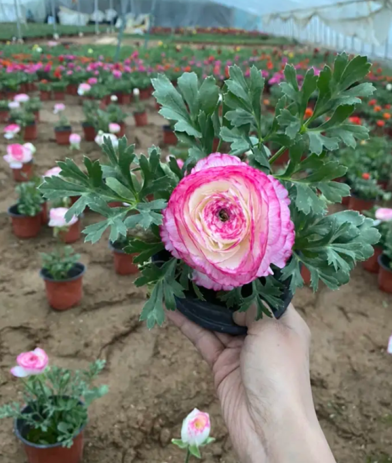 芹叶牡丹基地直发芹叶牡丹，混色多色芹叶牡丹盆栽花卉