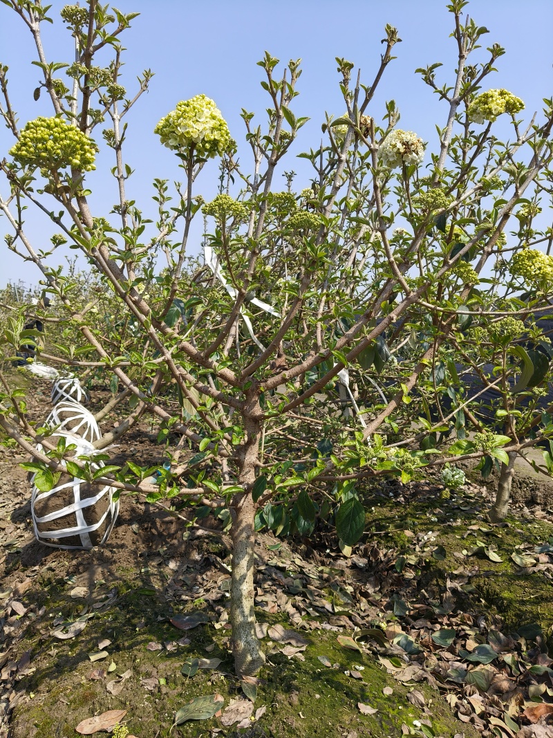 正宗中华木绣斗球地径2、3、4、5Cm。