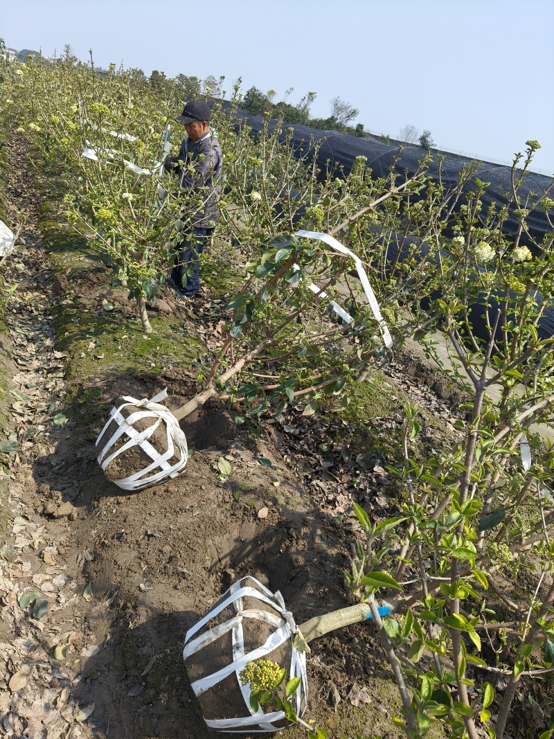正宗中华木绣斗球地径2、3、4、5Cm。