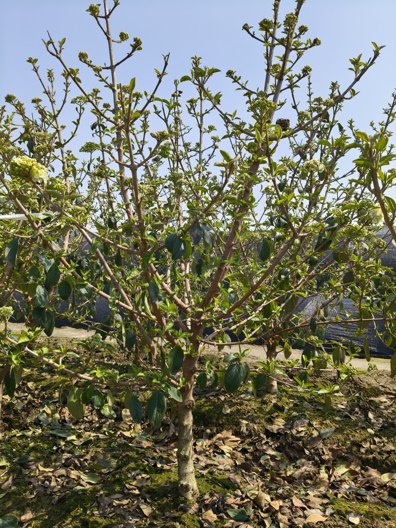 正宗中华木绣斗球地径2、3、4、5Cm。