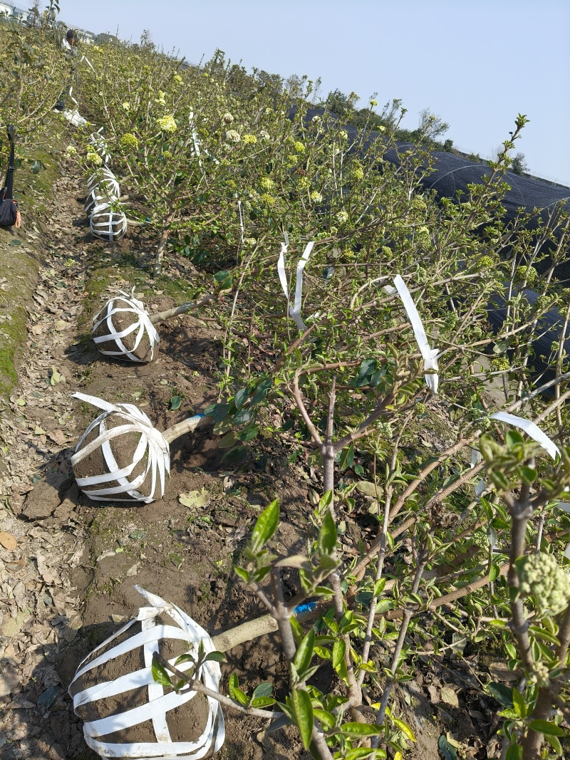 正宗中华木绣斗球地径2、3、4、5Cm。