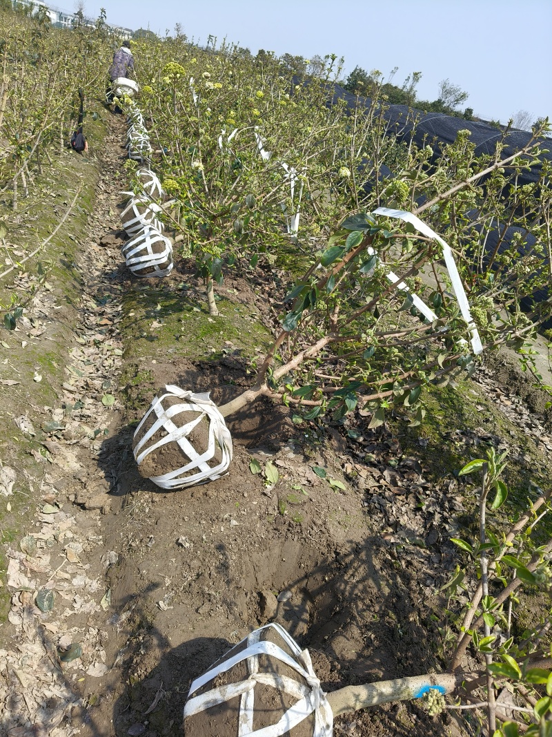 正宗中华木绣斗球地径2、3、4、5Cm。