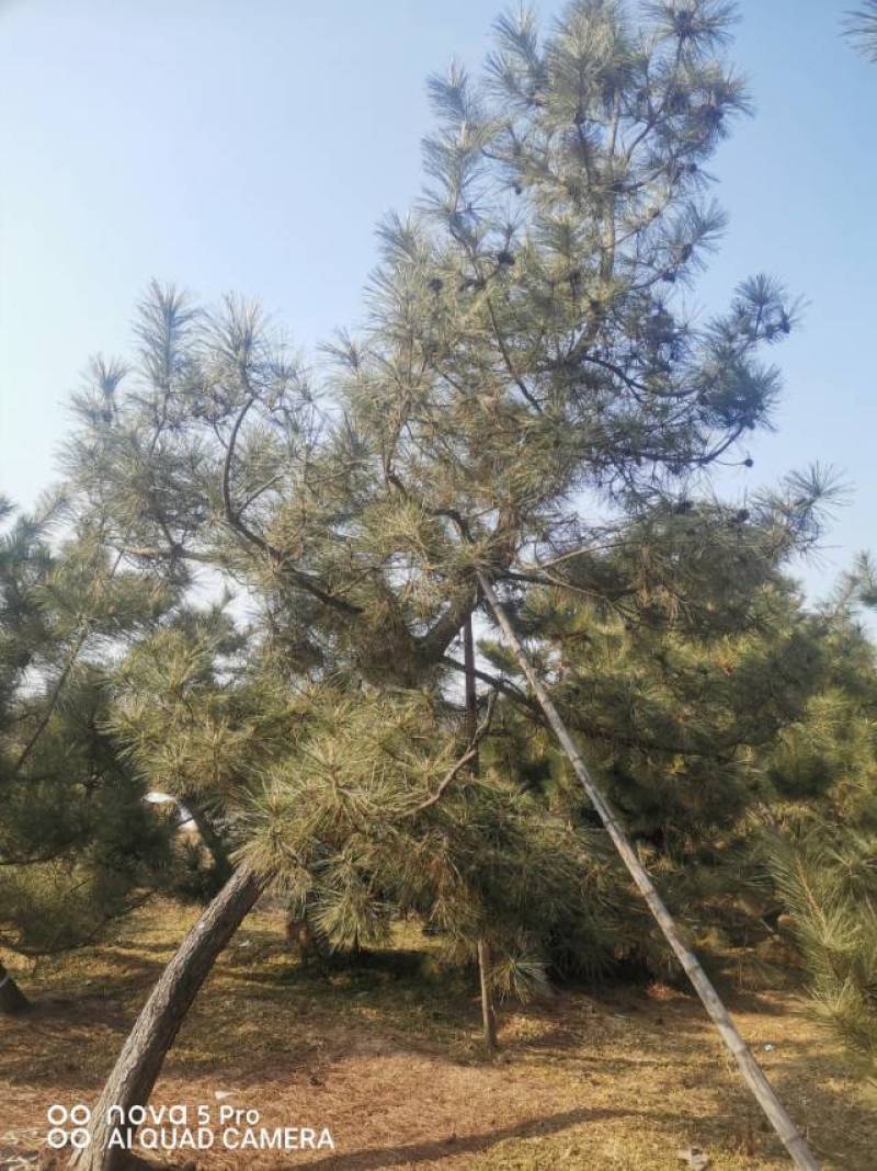 黑松毛坯18—20公分，要的多便宜