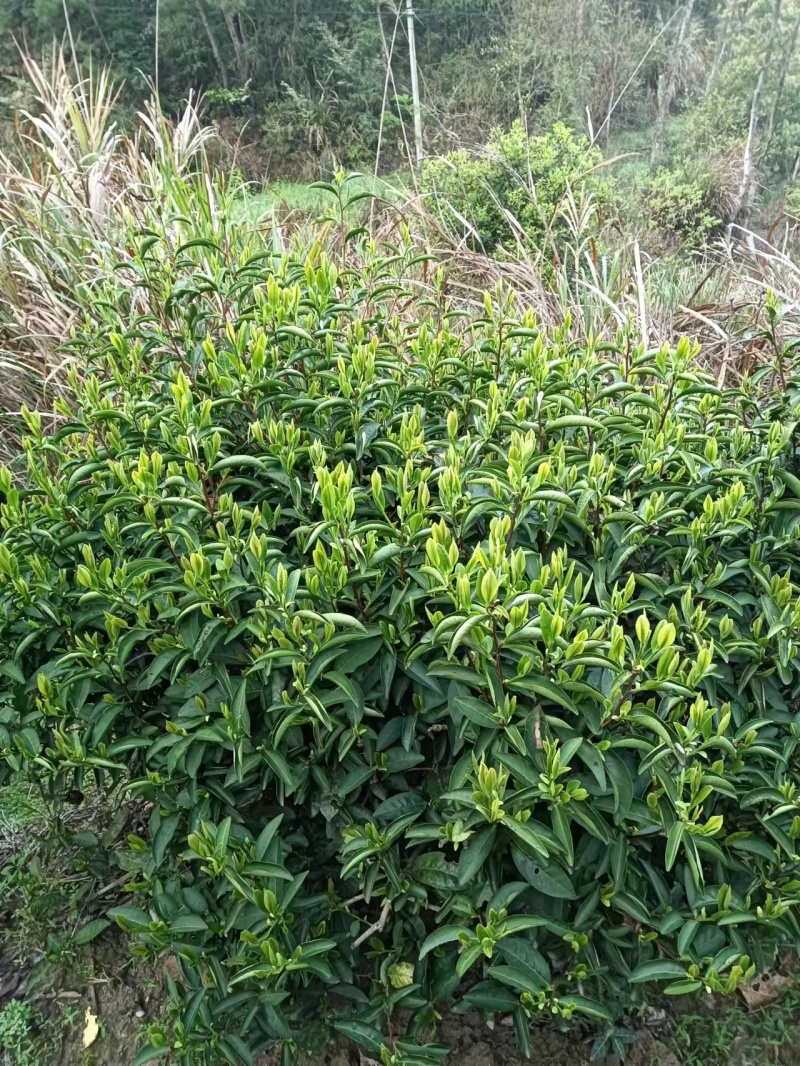 高山绿茶