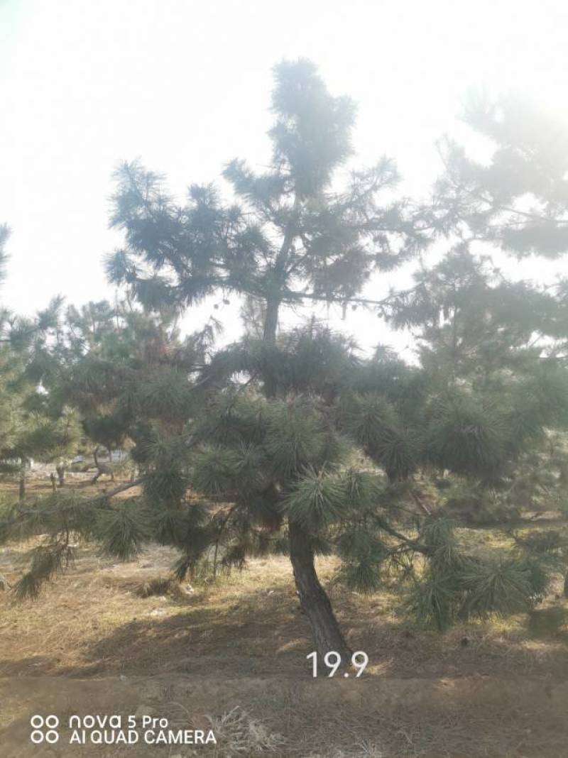 黑松毛坯18—20公分，要的多便宜