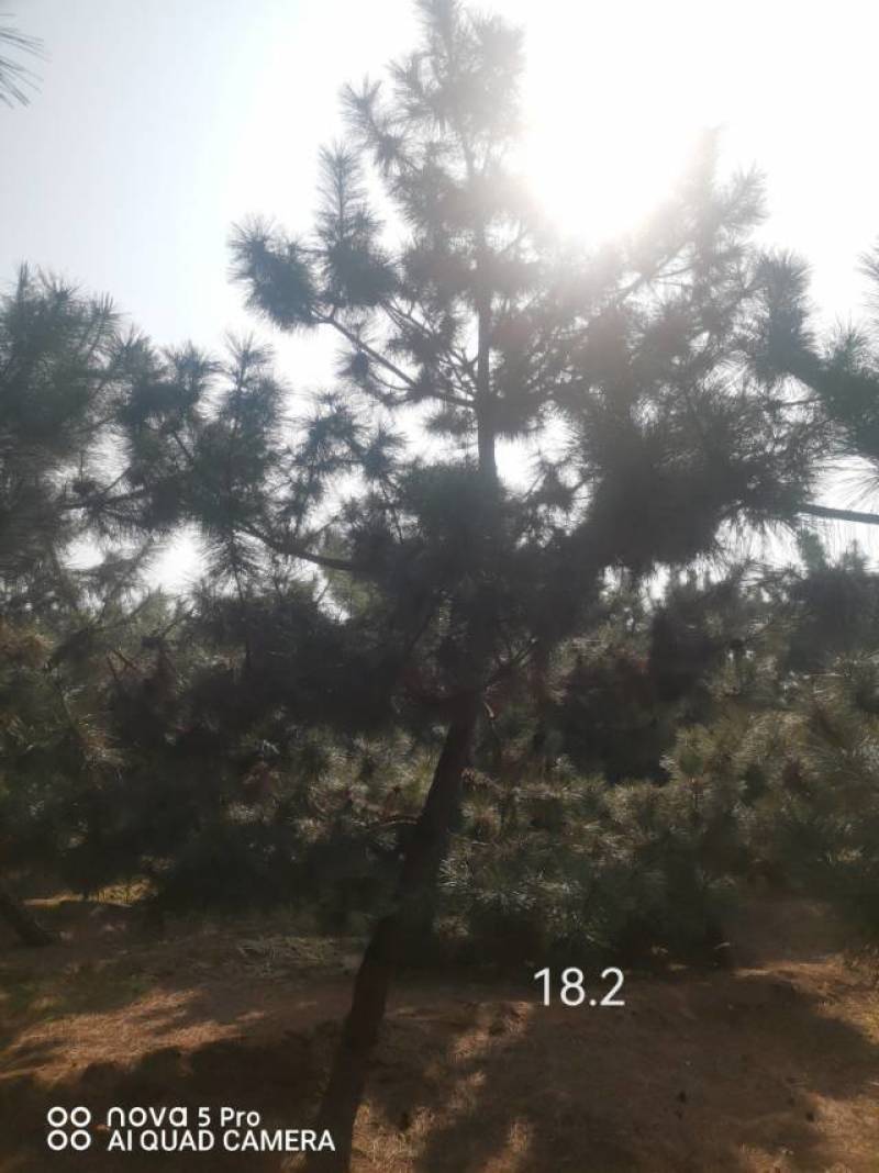黑松毛坯18—20公分，要的多便宜