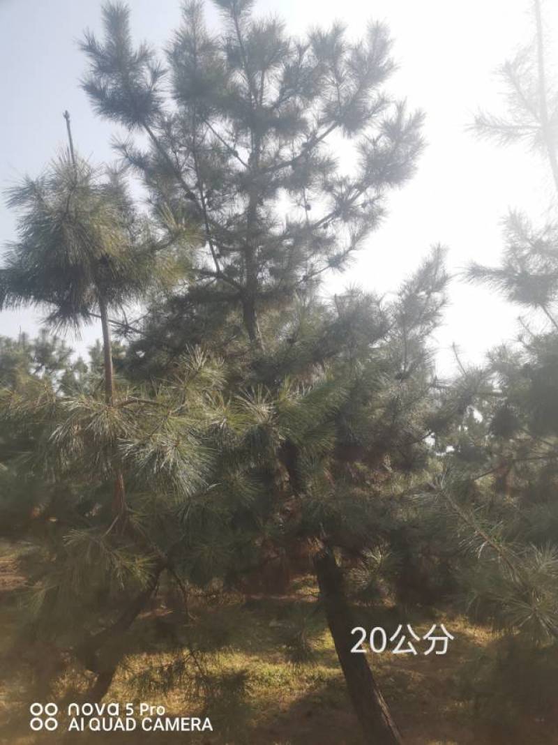 黑松毛坯18—20公分，要的多便宜