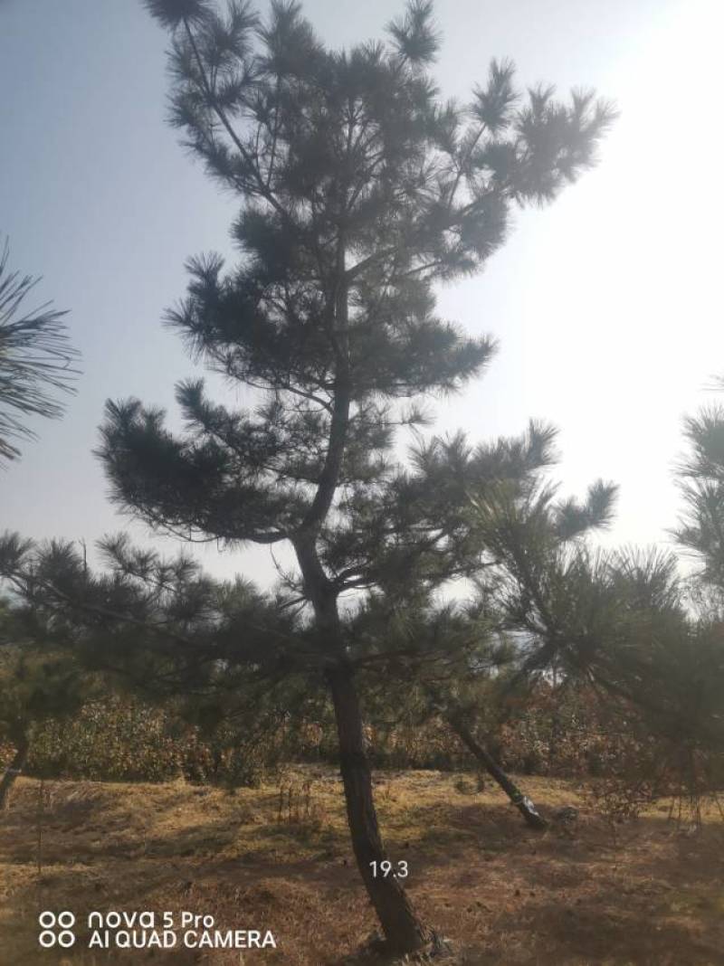 黑松毛坯18—20公分，要的多便宜