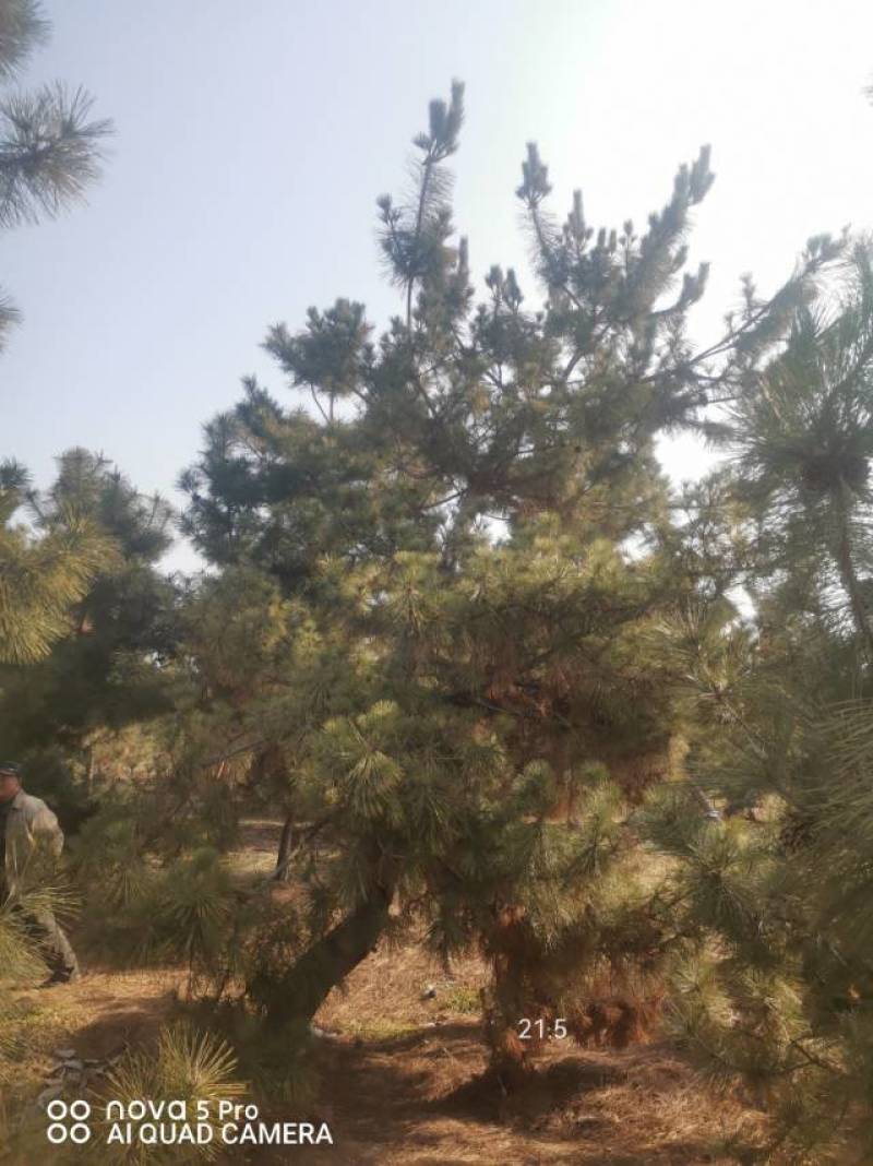 黑松毛坯18—20公分，要的多便宜