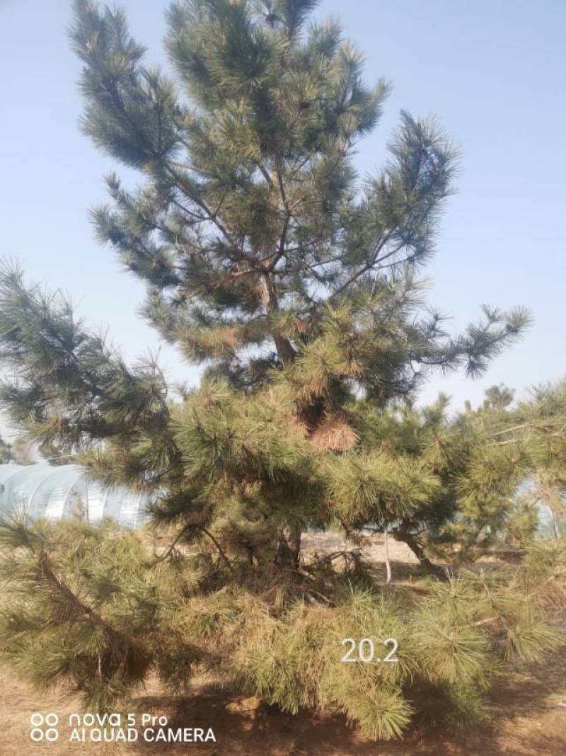 黑松毛坯18—20公分，要的多便宜