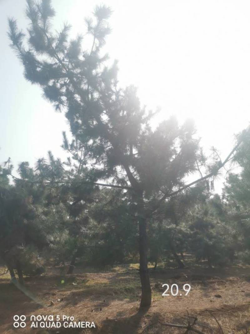 黑松毛坯18—20公分，要的多便宜